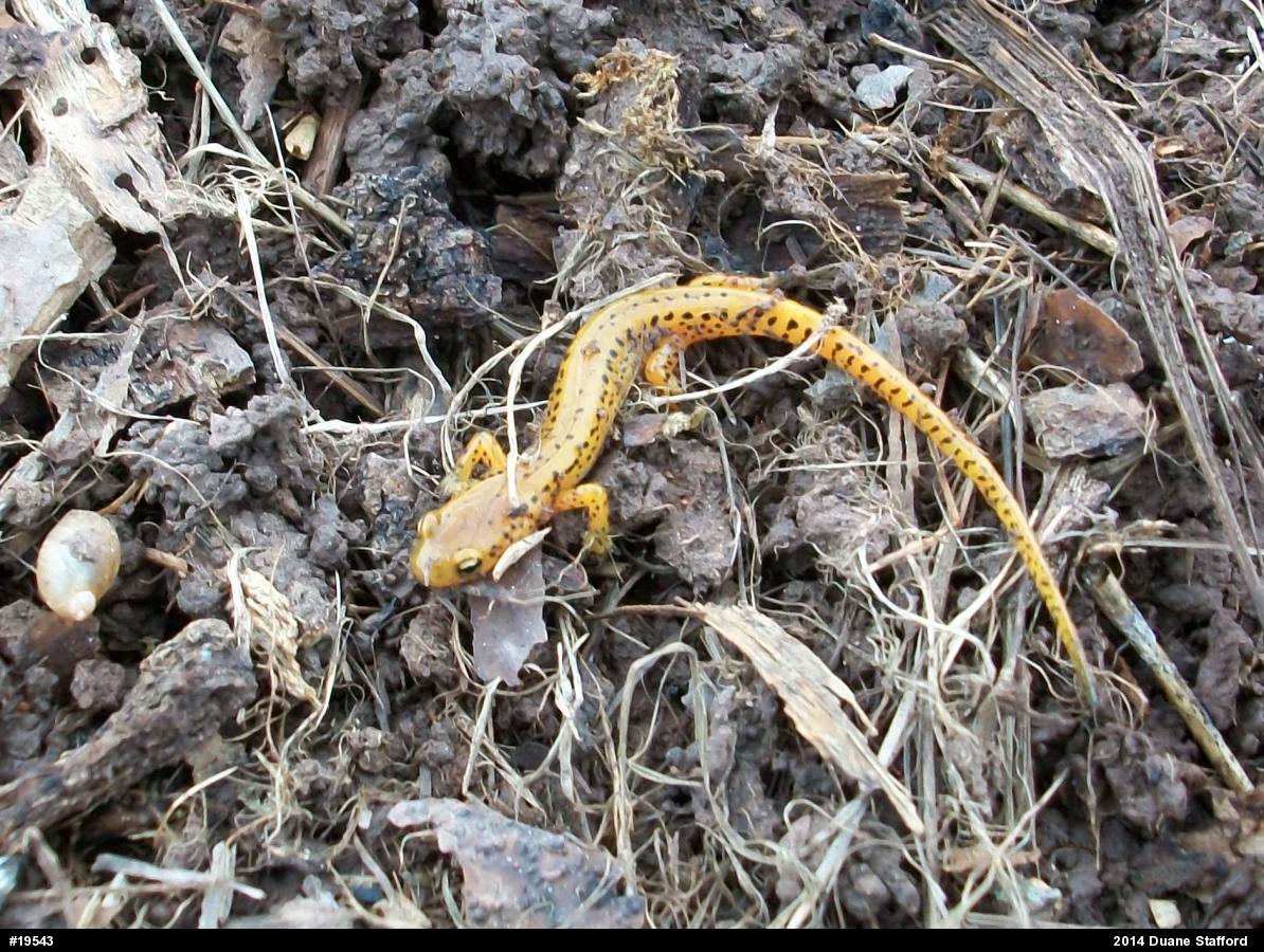Eastern Long-tailed Salamander