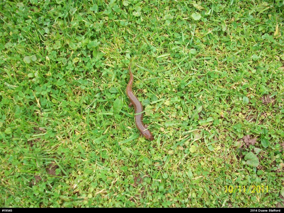 Northern Spring Salamander