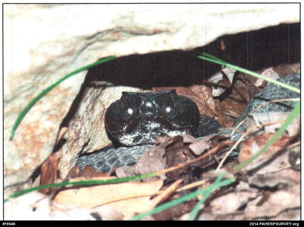 Timber Rattlesnake