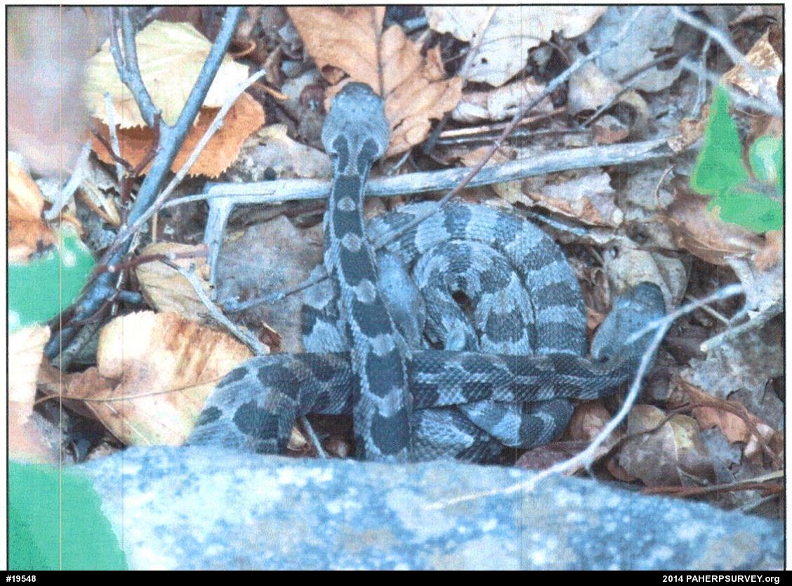 Timber Rattlesnake