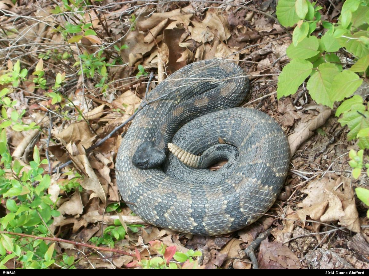 Timber Rattlesnake