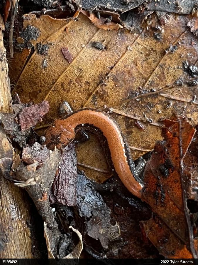 Eastern Red-backed  Salamander