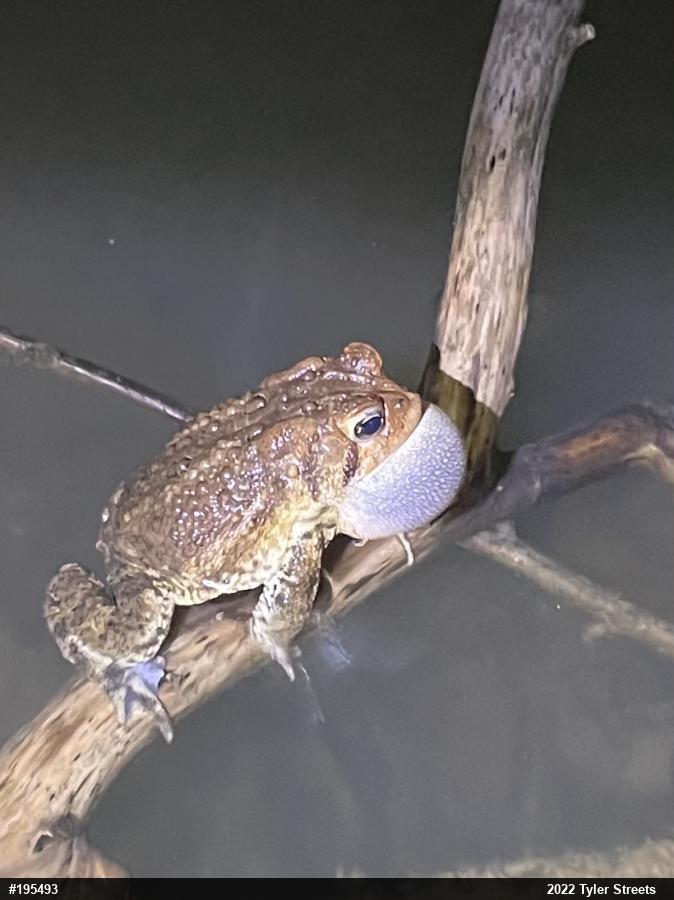 Eastern American Toad