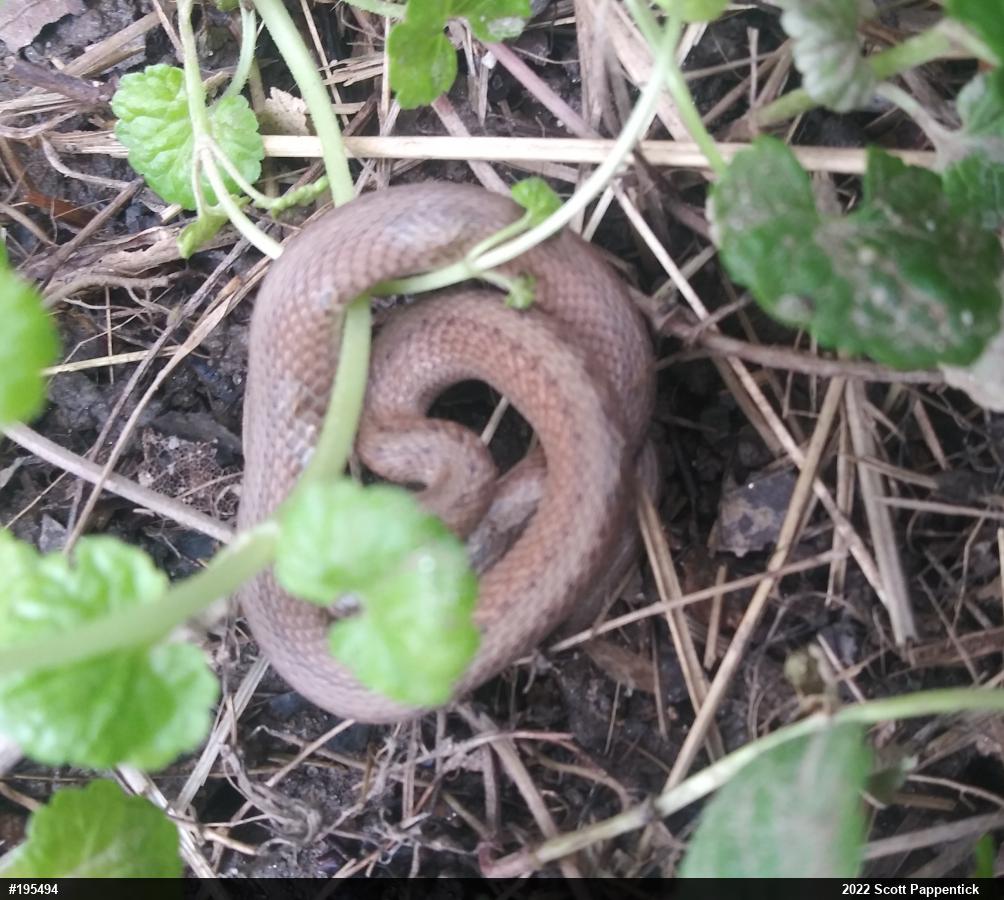 Dekay's Brownsnake