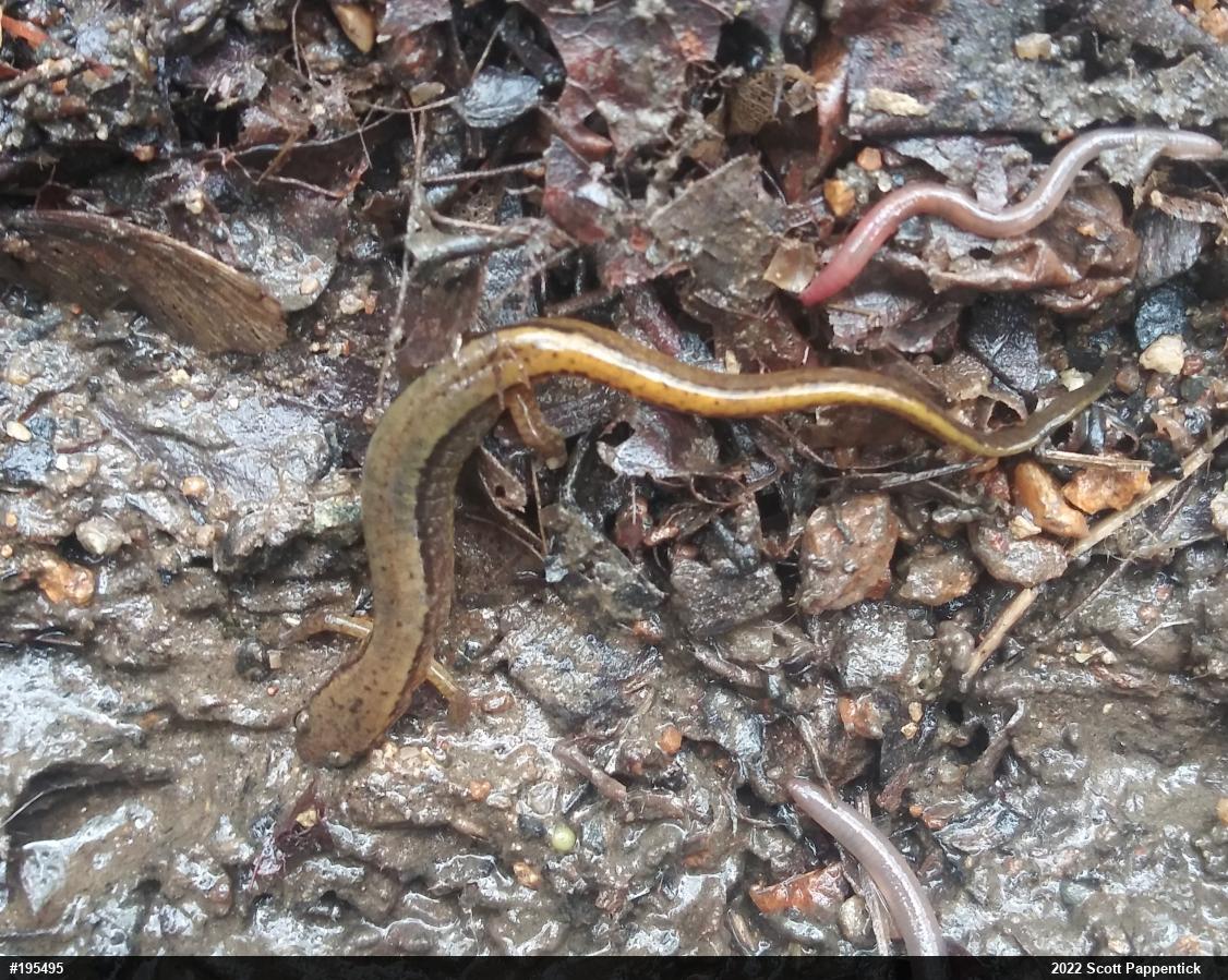 Northern Two-lined Salamander