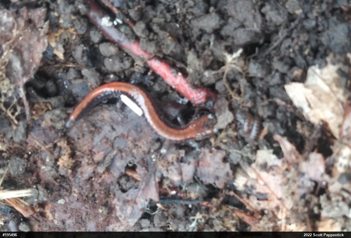 Eastern Red-backed  Salamander