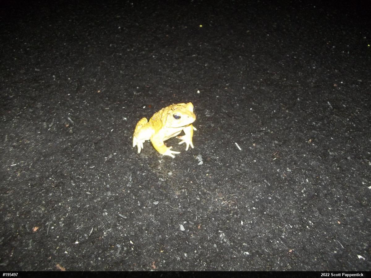 Eastern American Toad