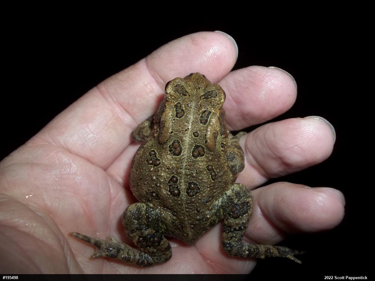 Eastern American Toad
