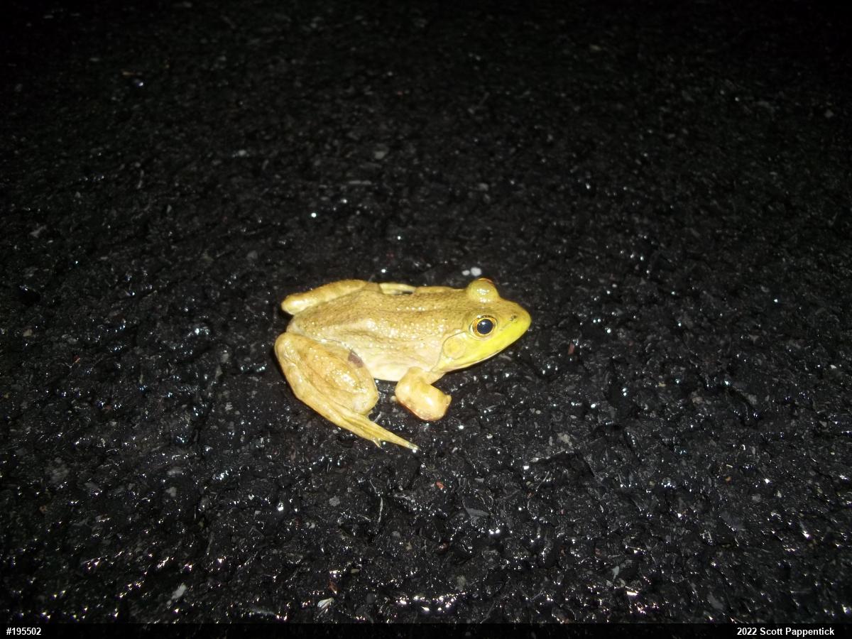 American Bullfrog