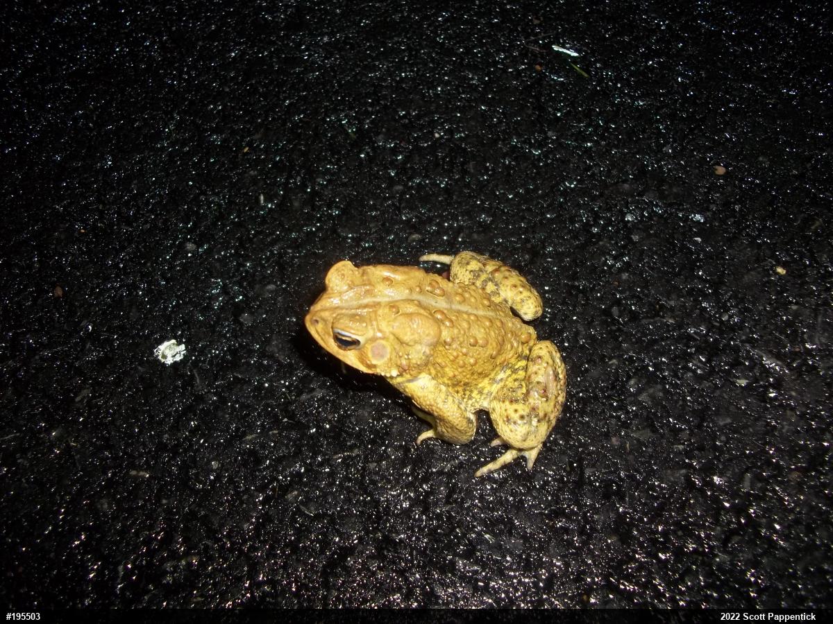 Eastern American Toad