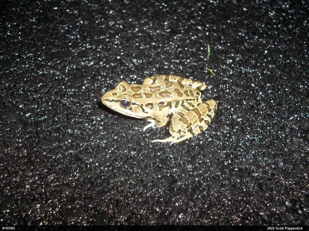 Pickerel Frog