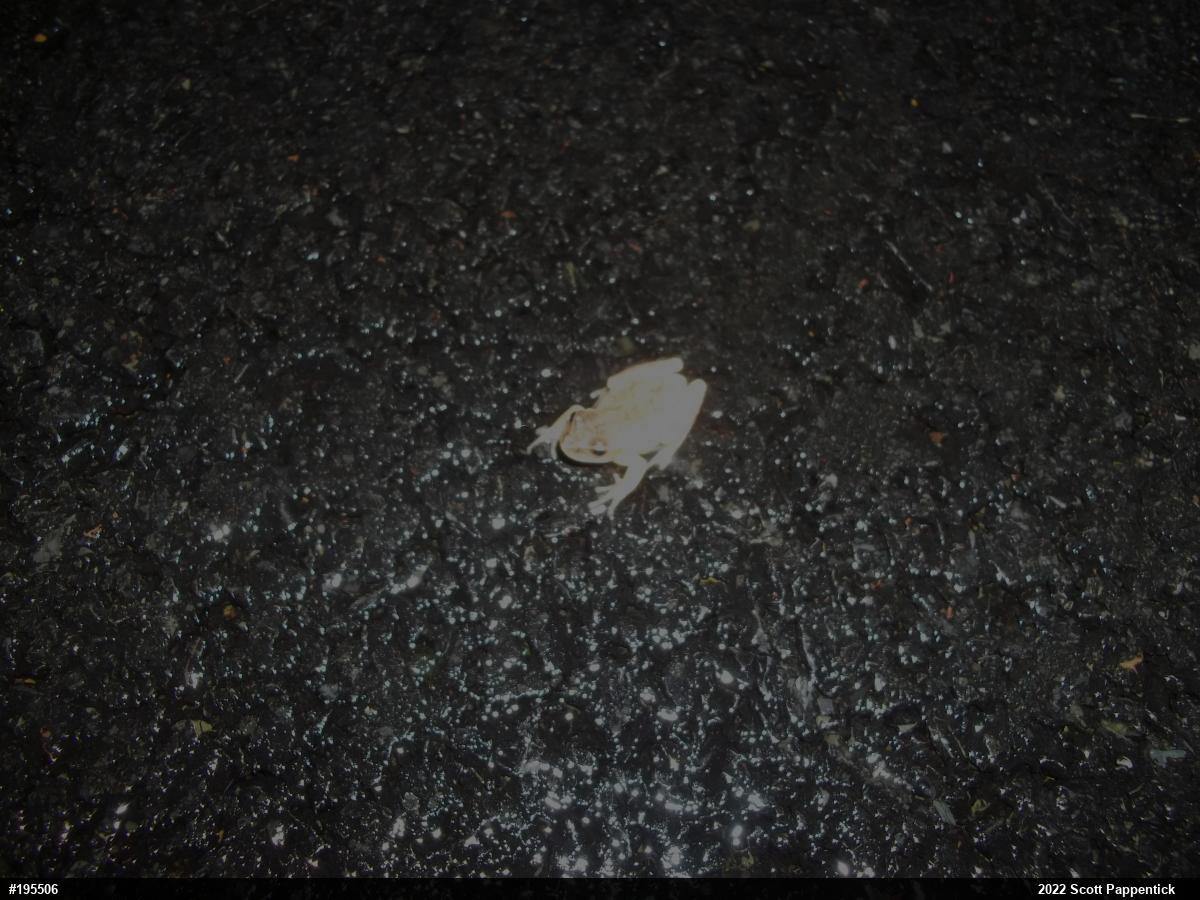 Spring Peeper