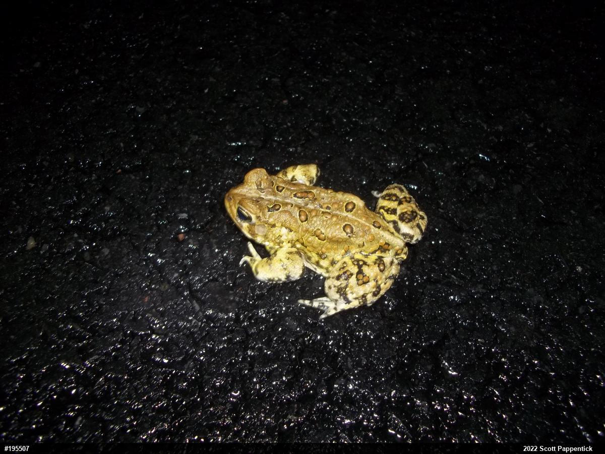 Eastern American Toad