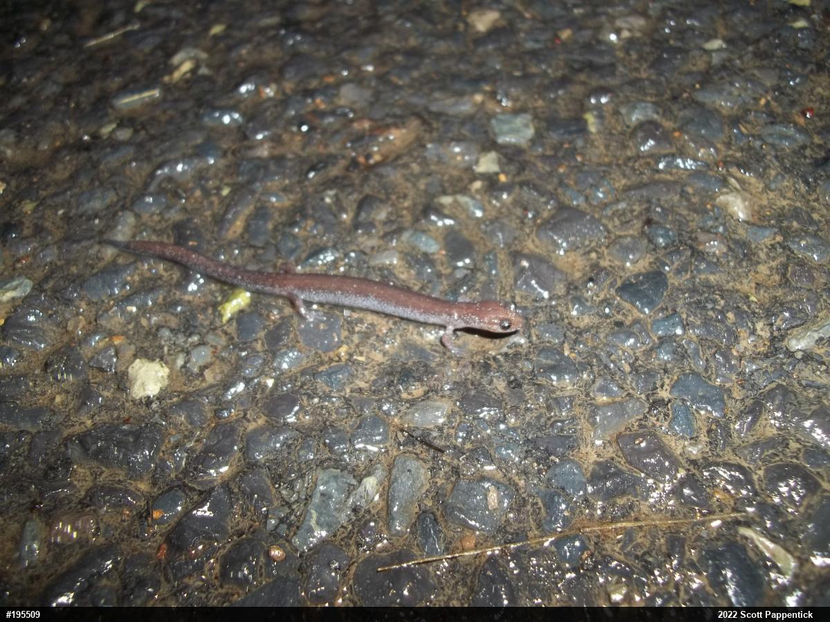 Eastern Red-backed  Salamander