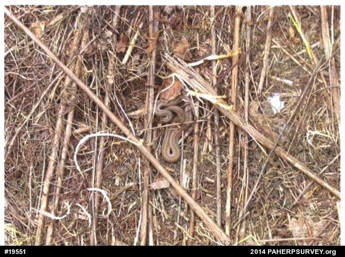 Dekay's Brownsnake