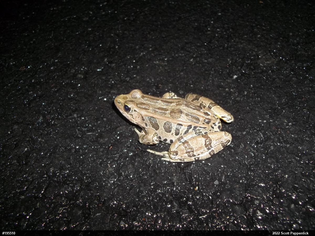 Pickerel Frog