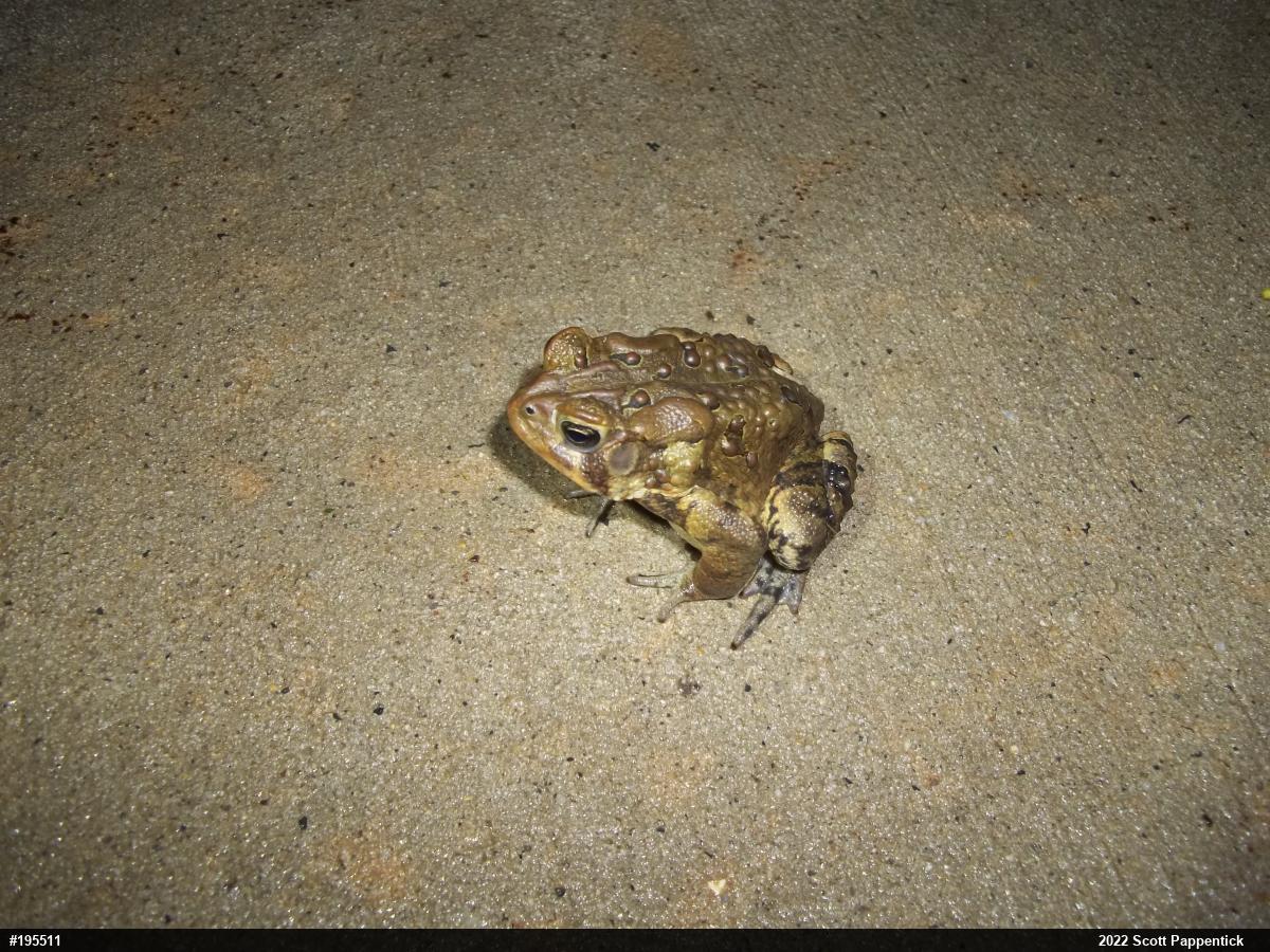 Eastern American Toad