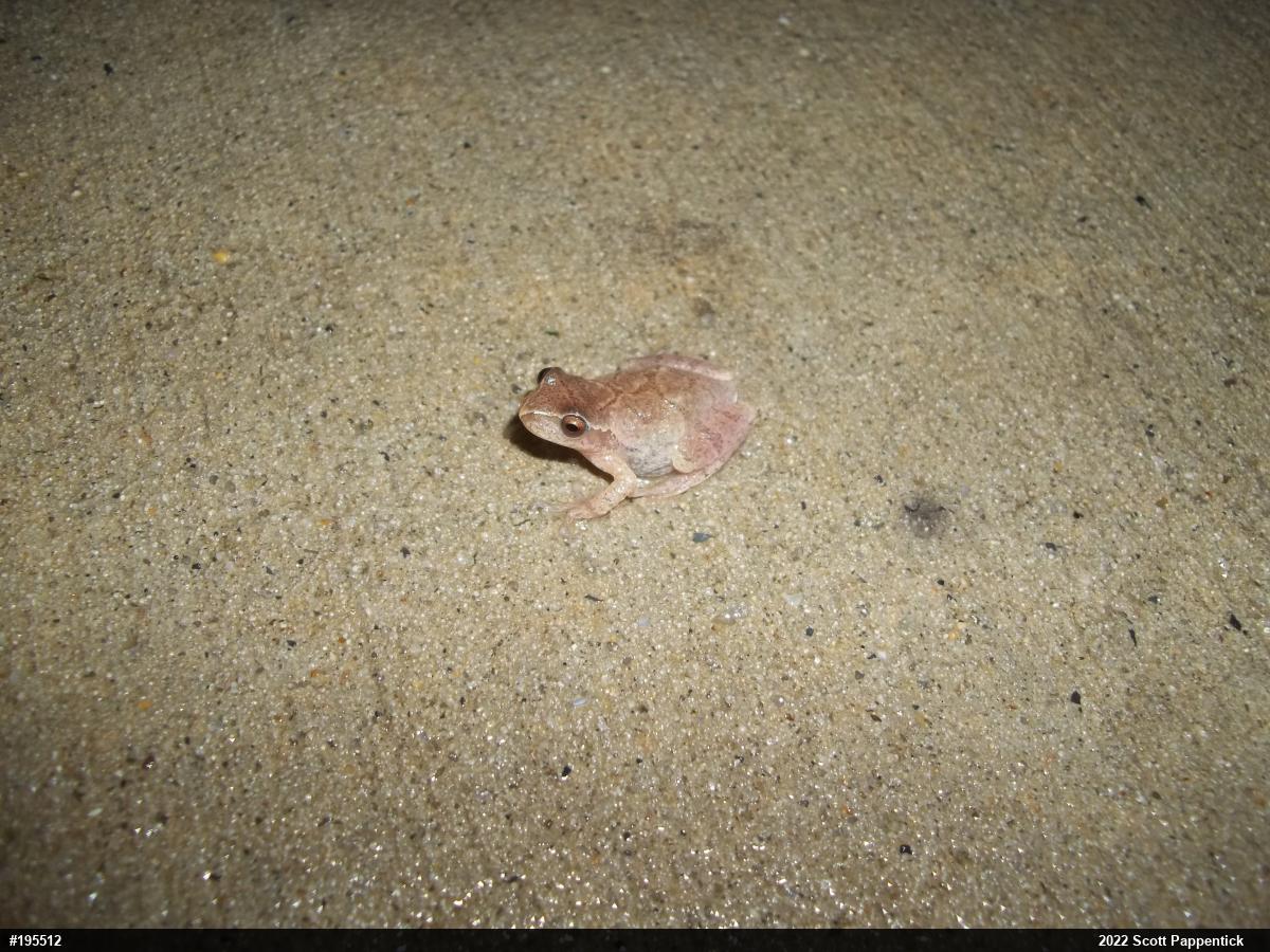 Spring Peeper