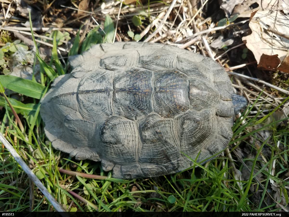 Wood Turtle