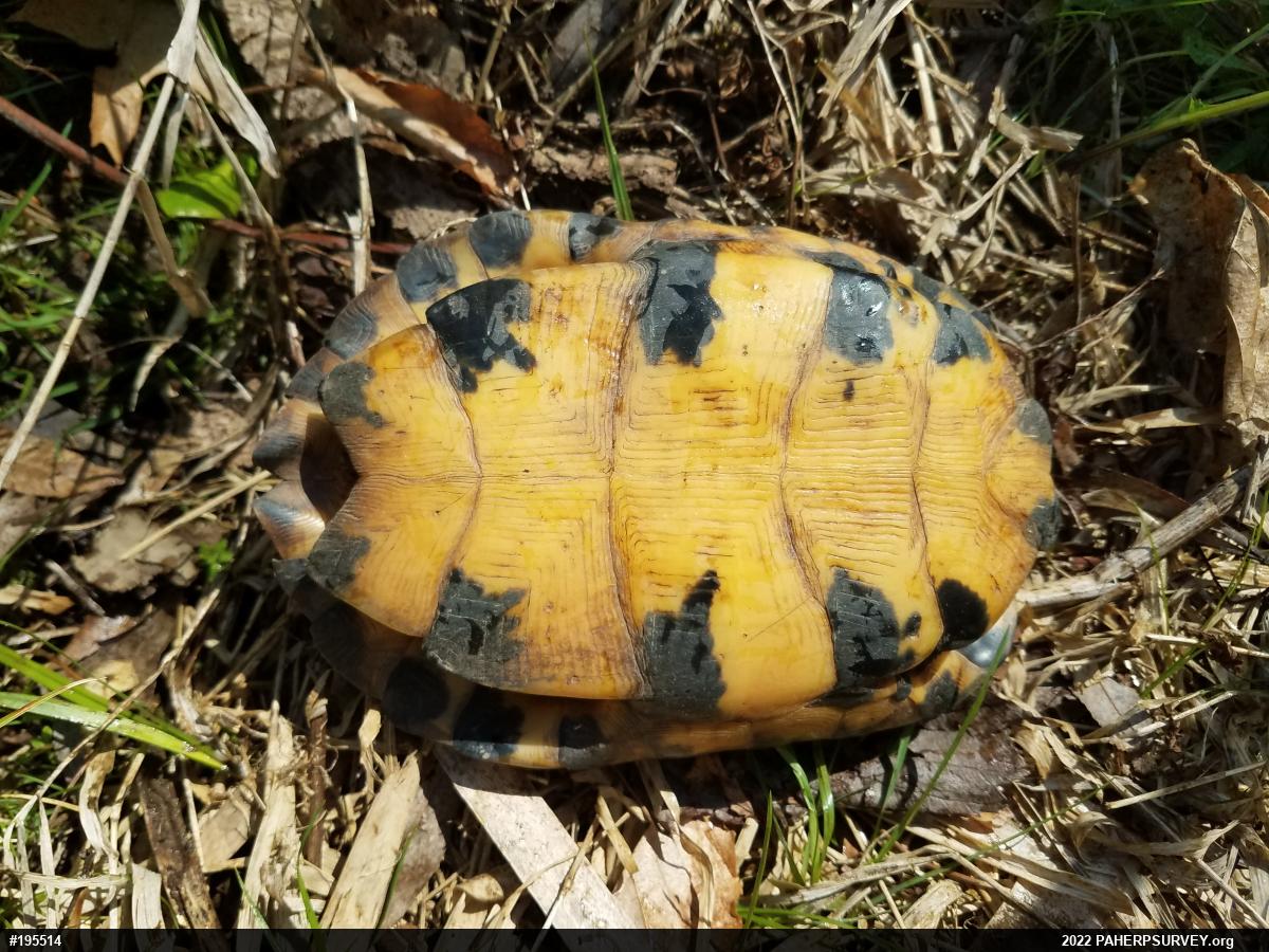 Wood Turtle