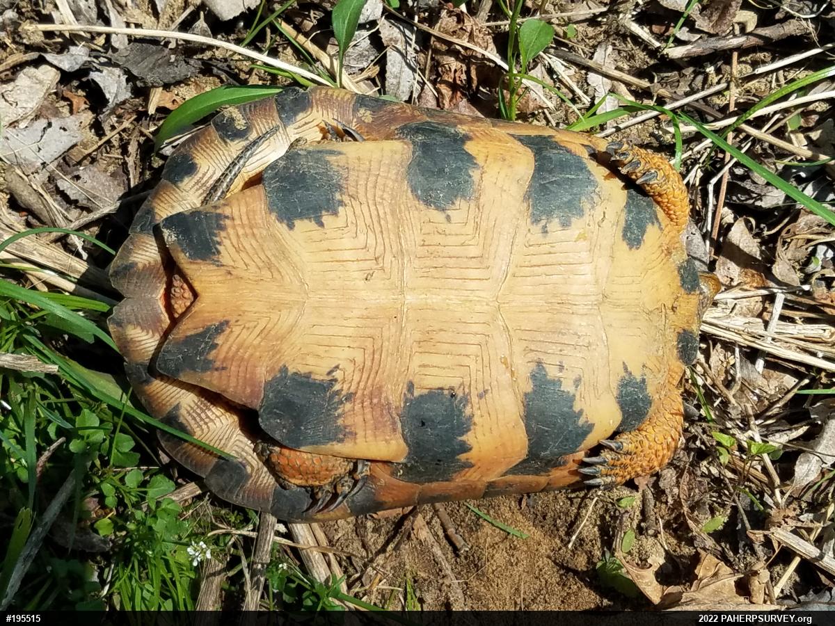 Wood Turtle