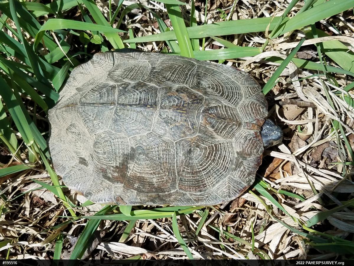 Wood Turtle