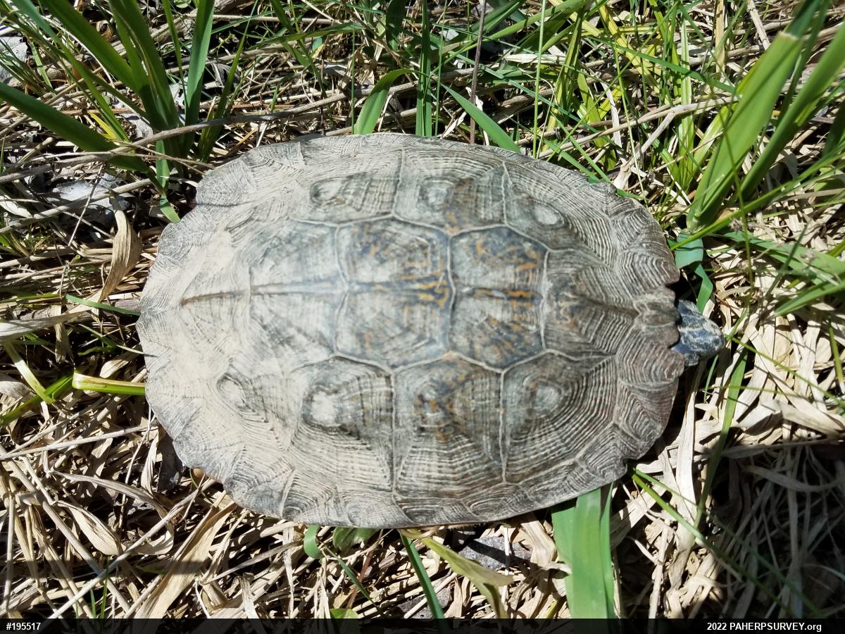 Wood Turtle