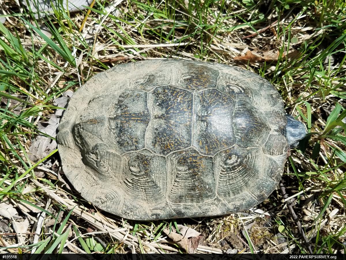 Wood Turtle