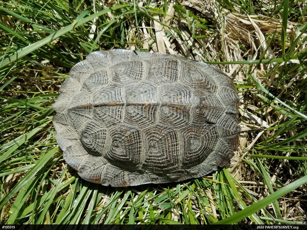Wood Turtle