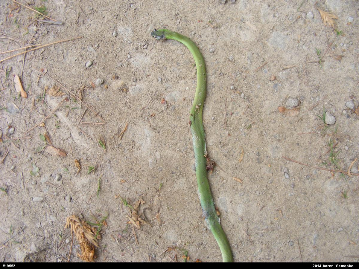 Smooth Greensnake