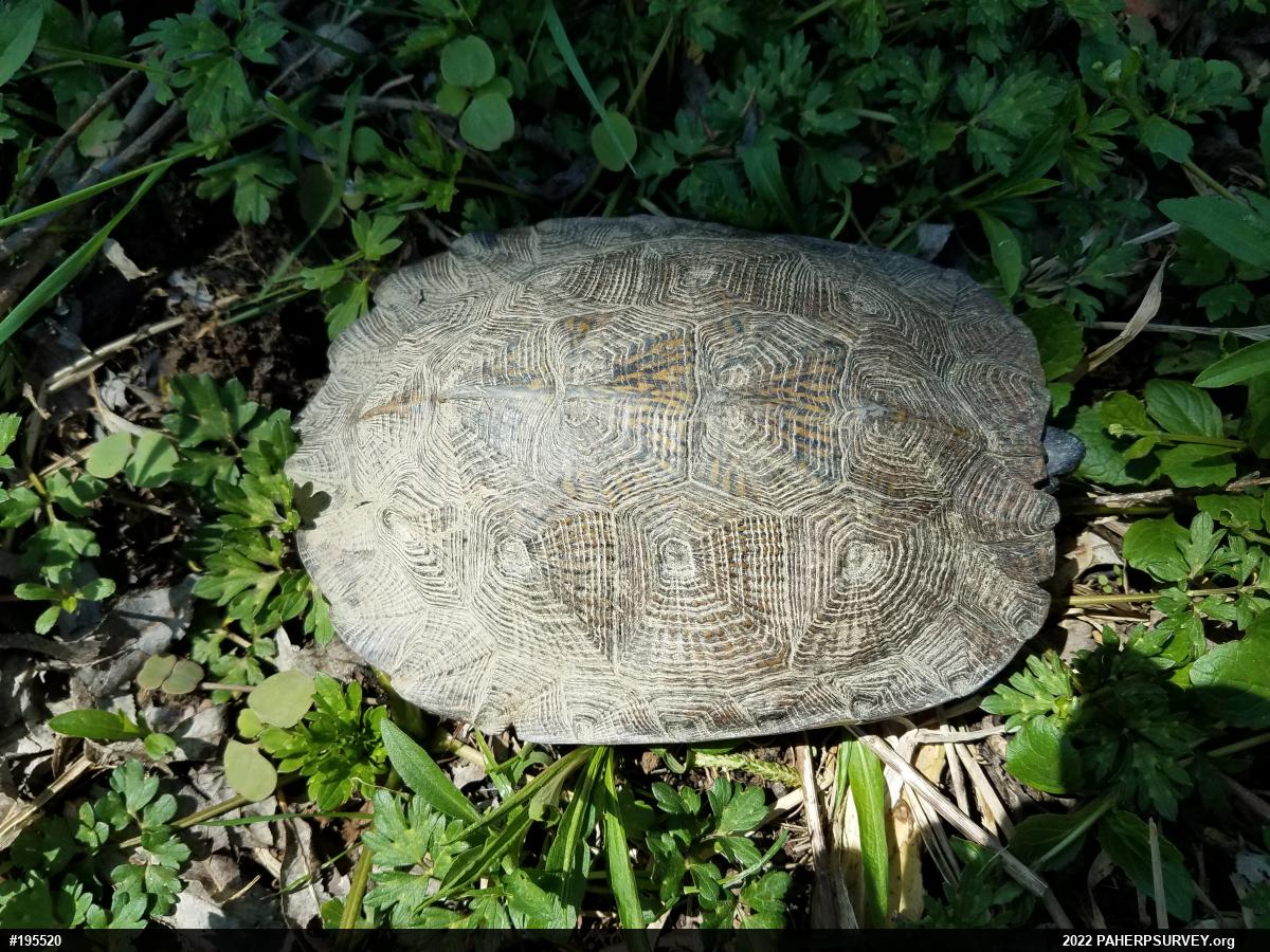 Wood Turtle