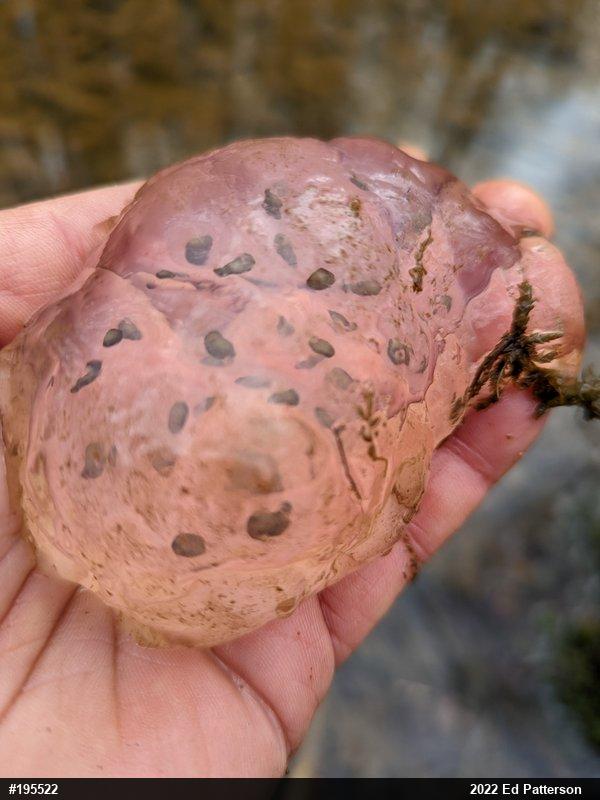 Spotted Salamander
