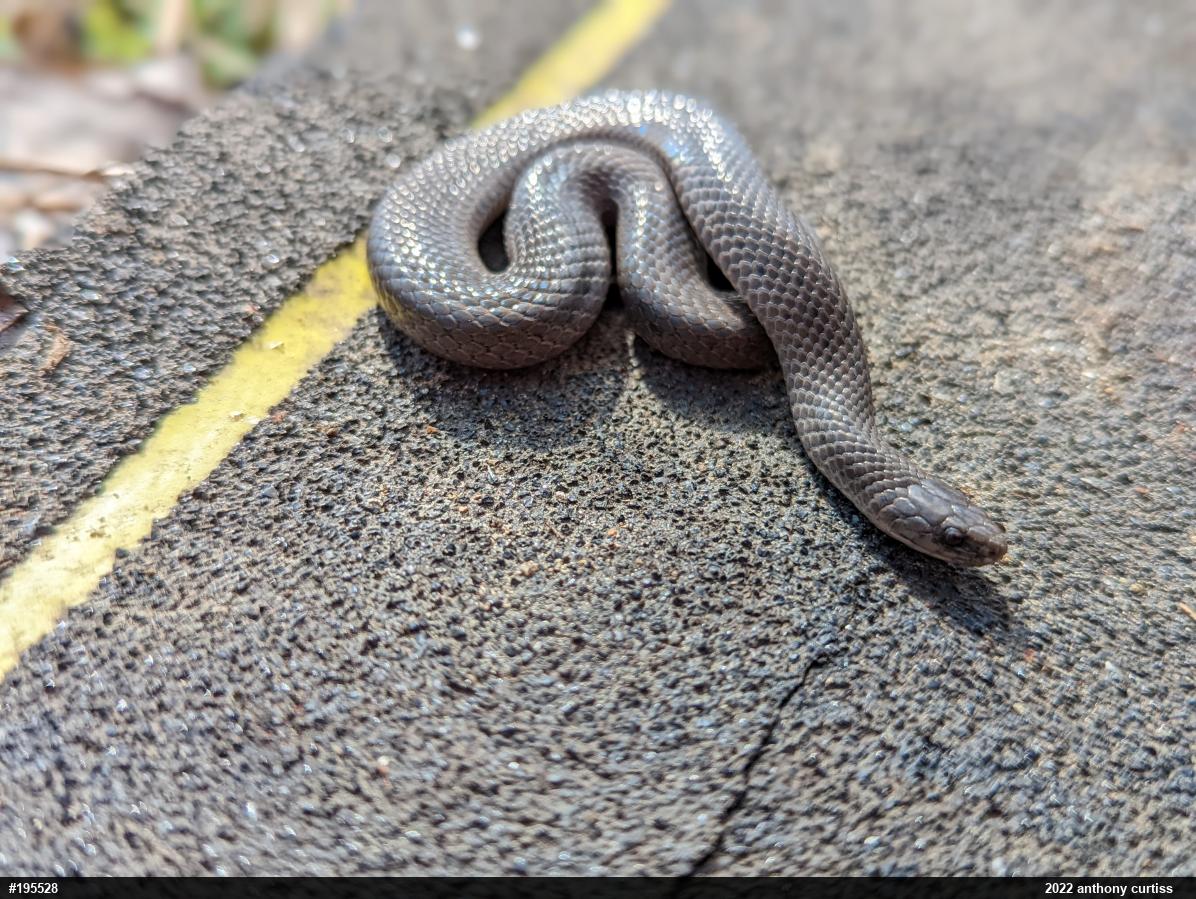 Eastern Smooth Earthsnake