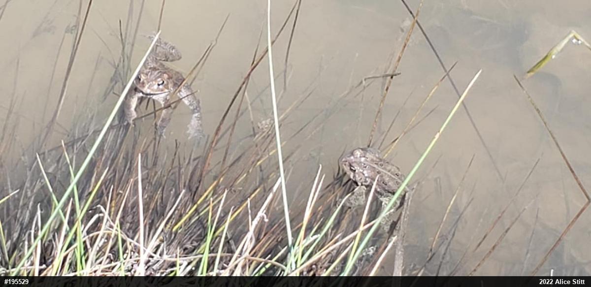 Eastern American Toad