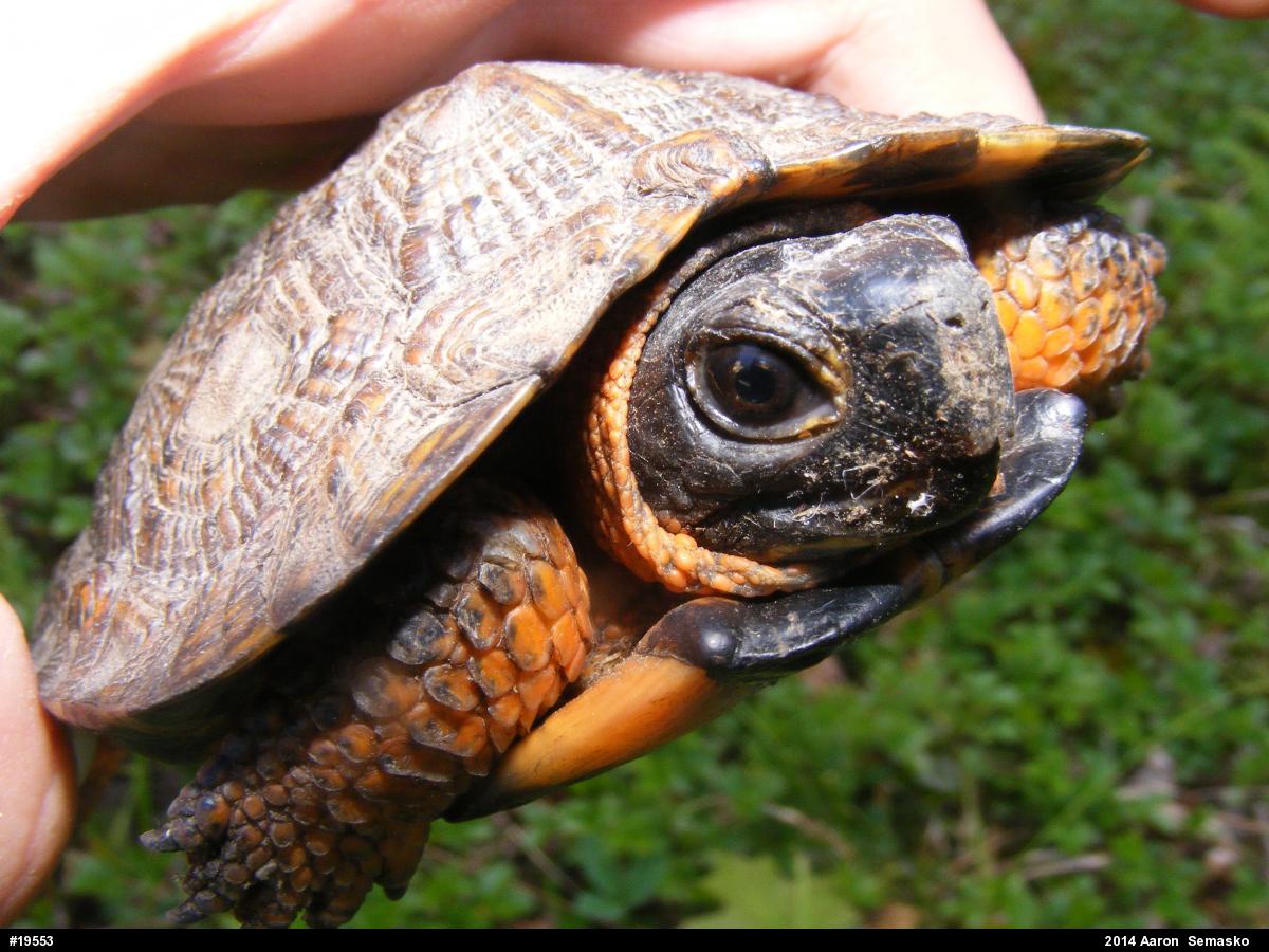Wood Turtle