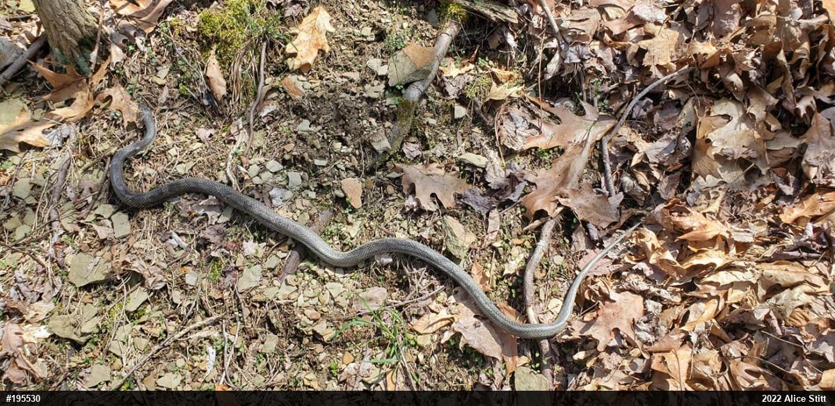 Eastern Ratsnake