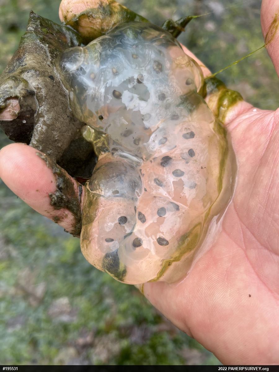 Spotted Salamander