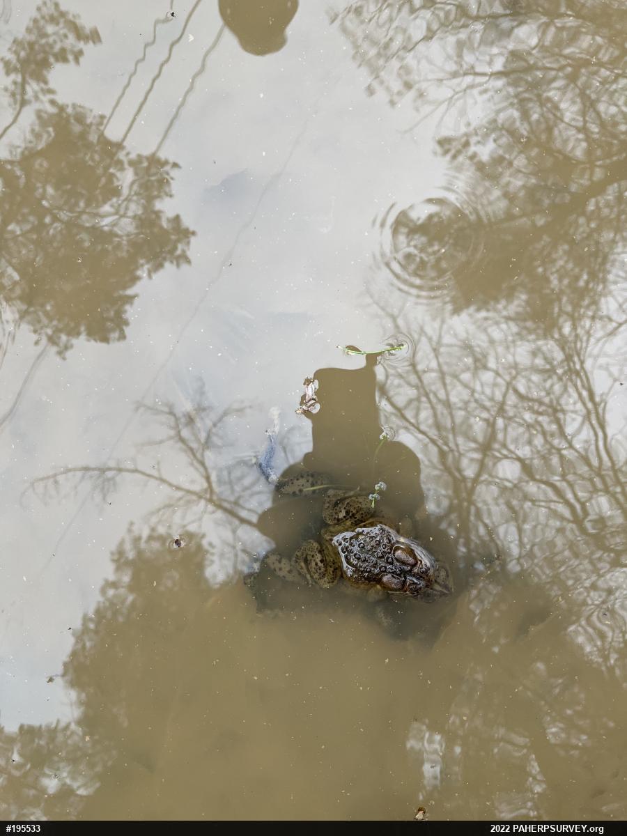 Eastern American Toad