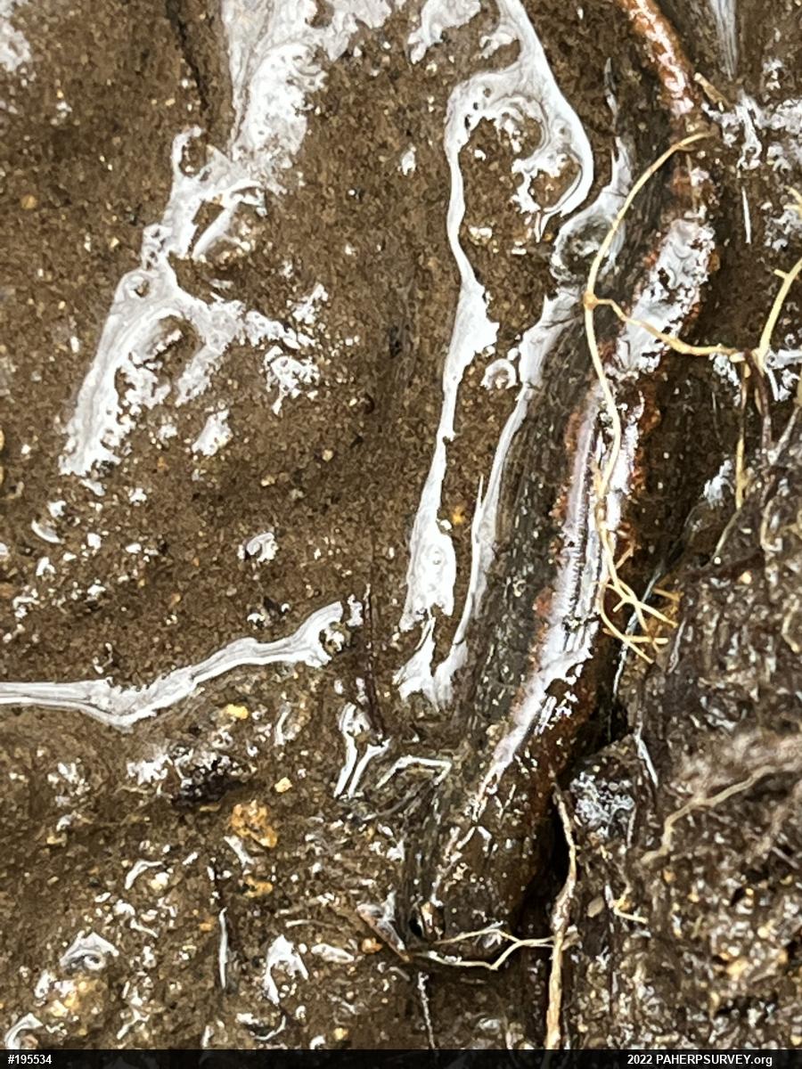 Northern Dusky Salamander