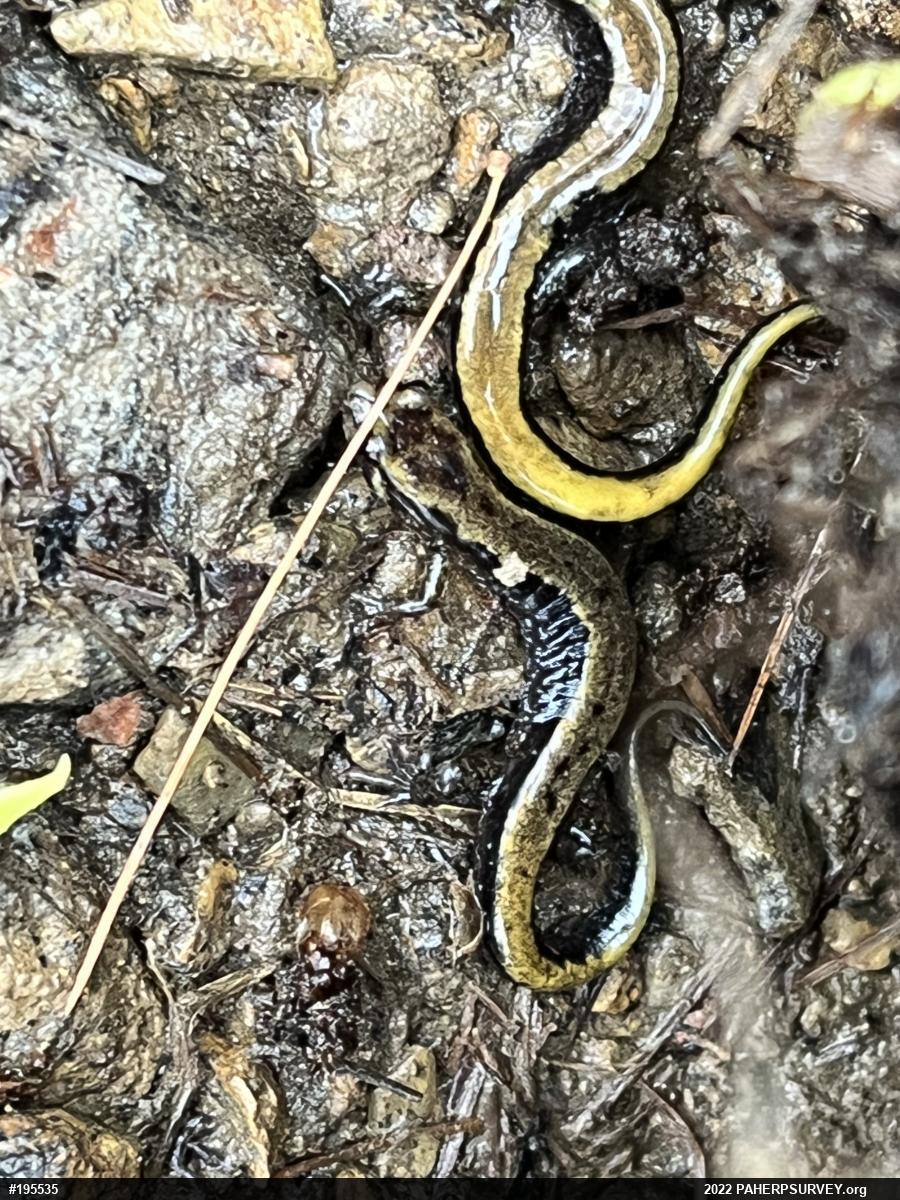 Allegheny Mountain Dusky Salamander