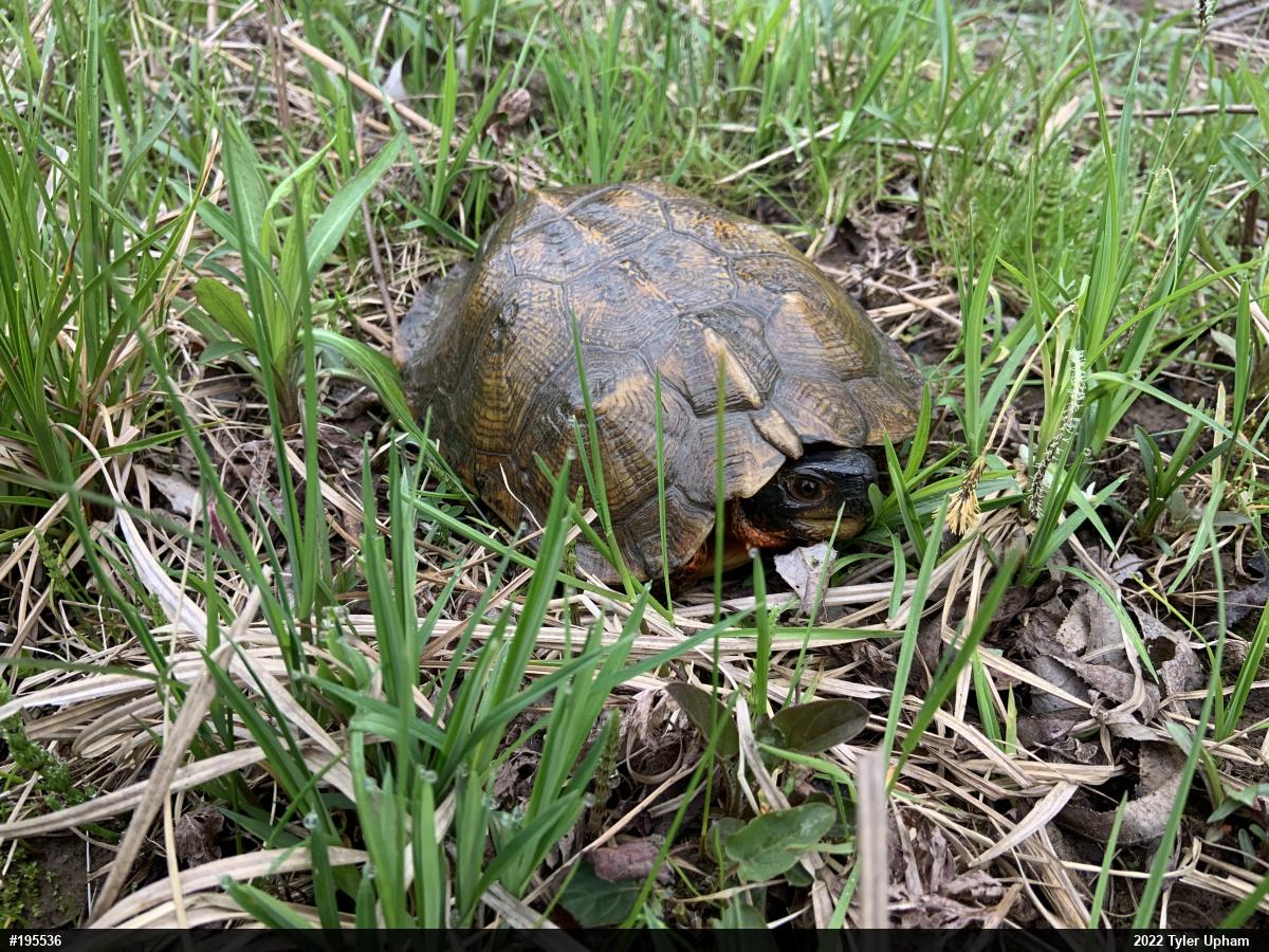 Wood Turtle