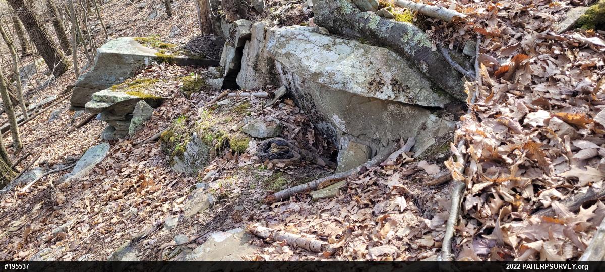 Timber Rattlesnake