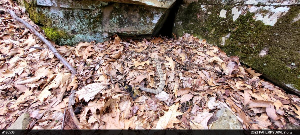 Timber Rattlesnake