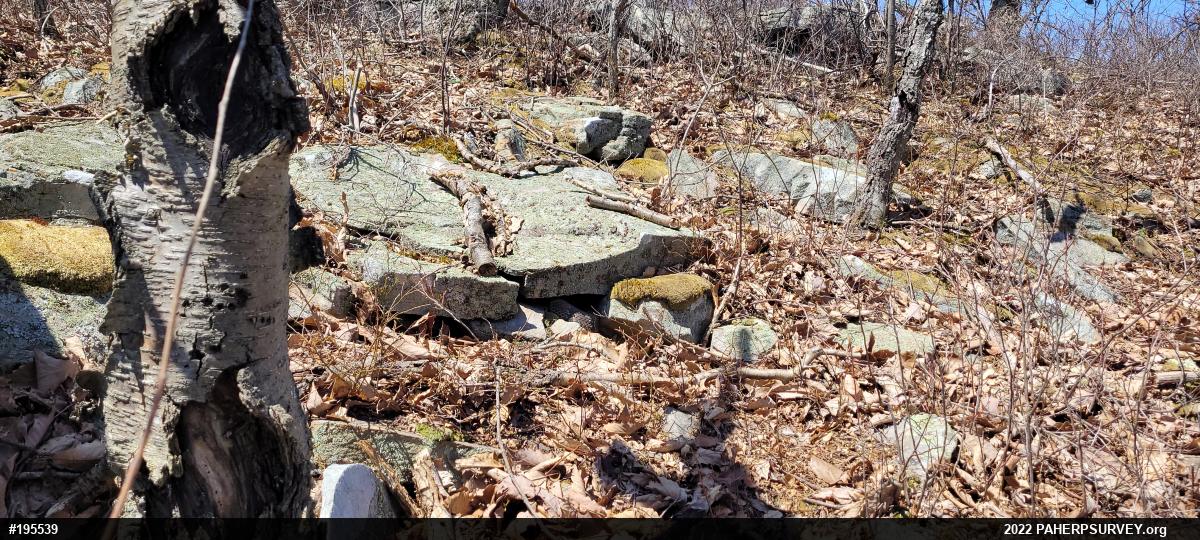 Timber Rattlesnake