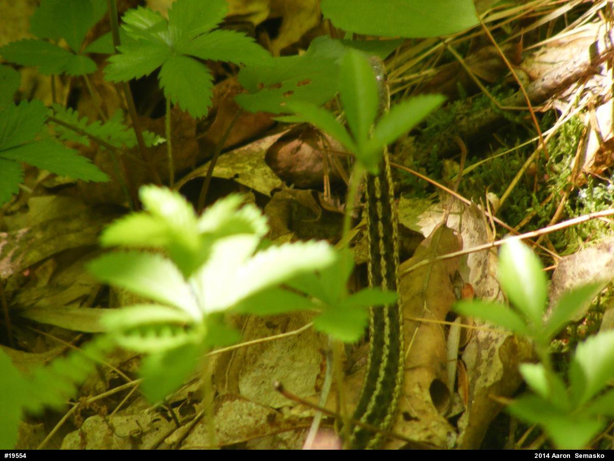 Eastern Gartersnake
