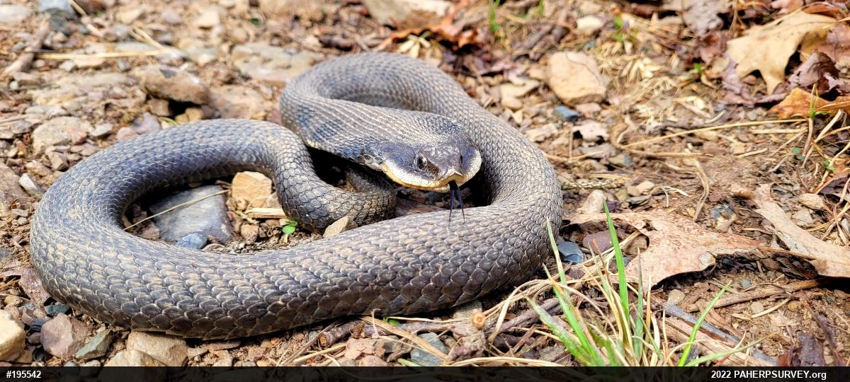 Eastern Hog-nosed Snake