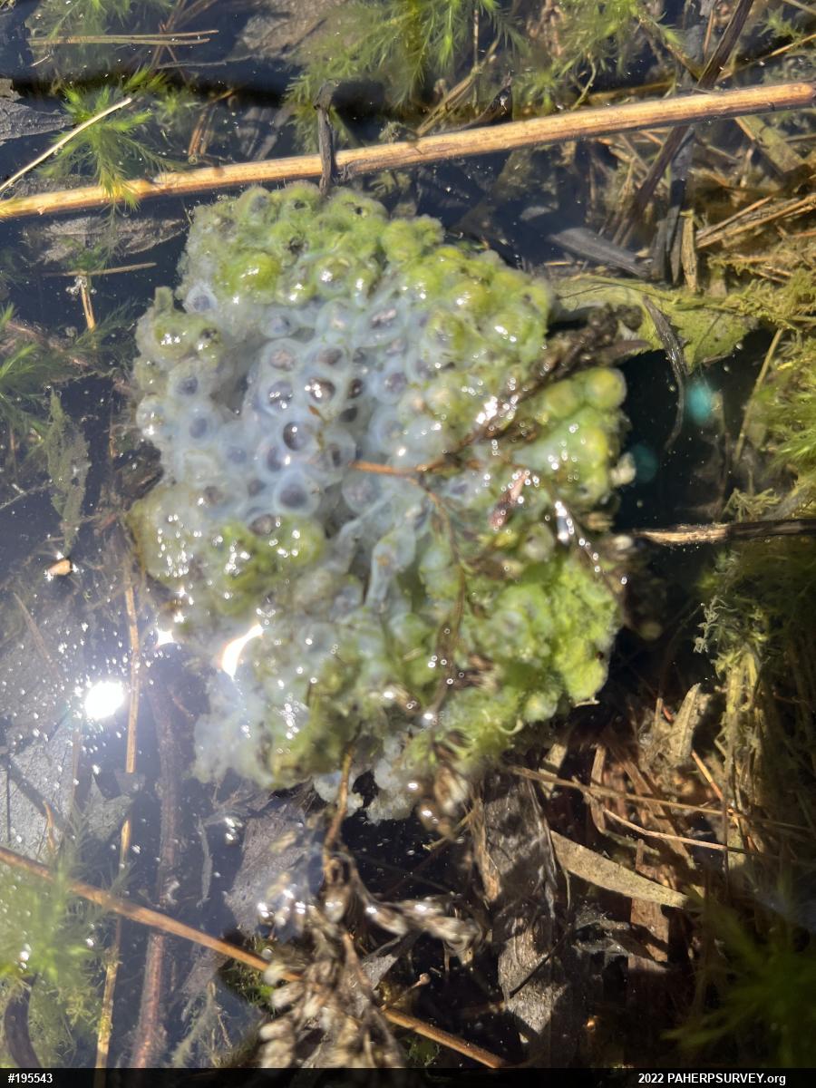 Wood Frog