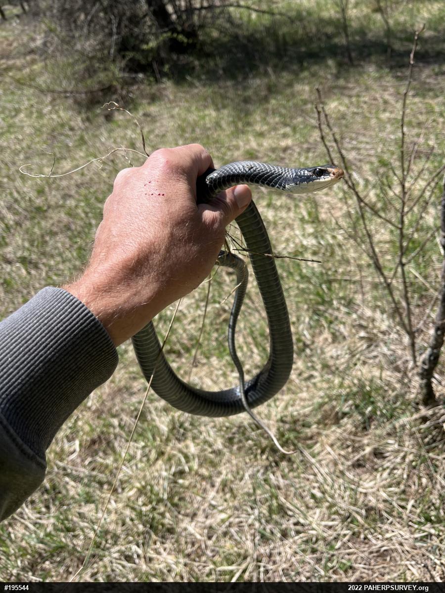 Northern Black Racer