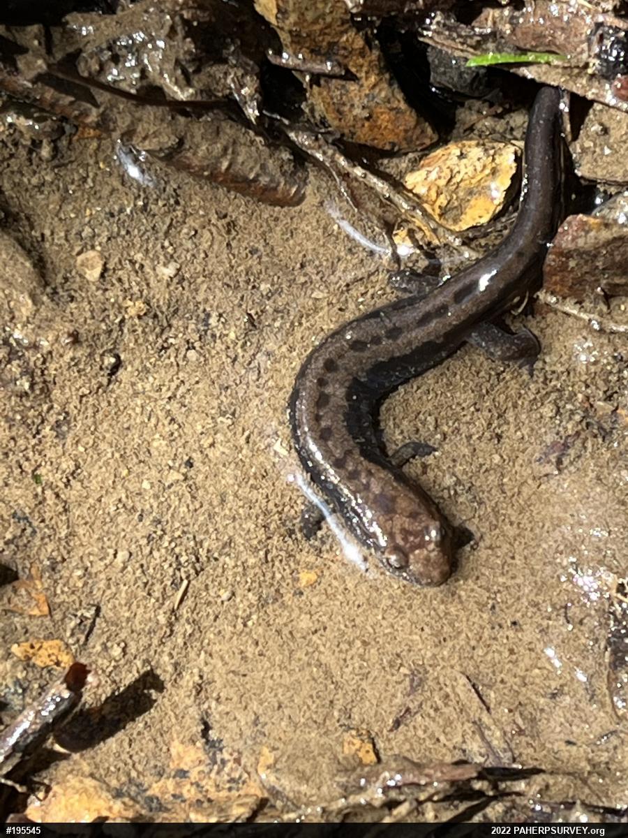 Allegheny Mountain Dusky Salamander