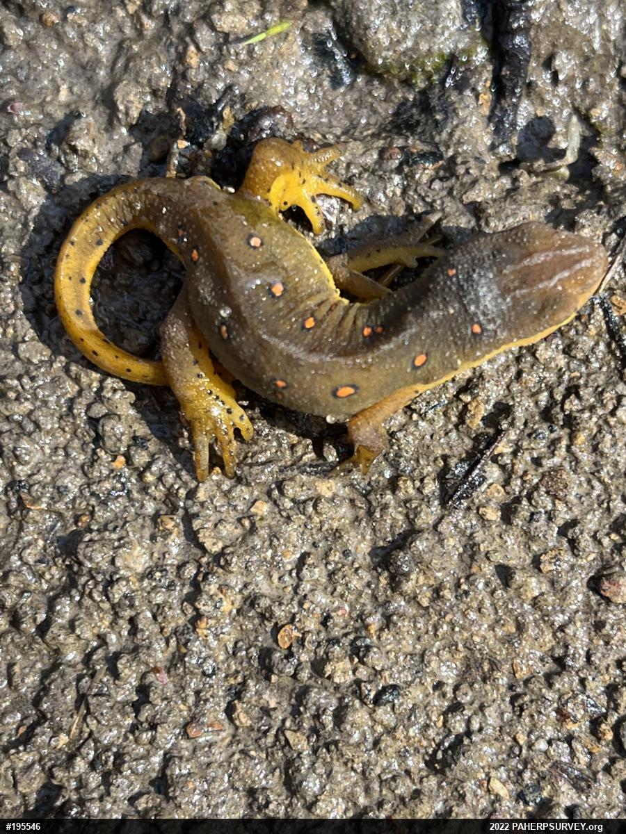 Red-spotted Newt